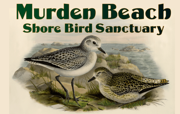 Murden: The Vintage Display Font with a Bold Edge
